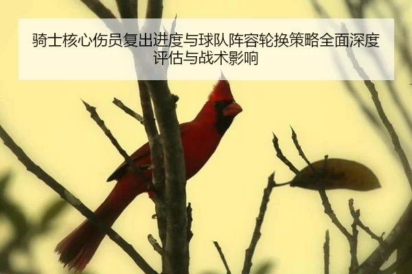 骑士核心伤员复出进度与球队阵容轮换策略全面深度评估与战术影响